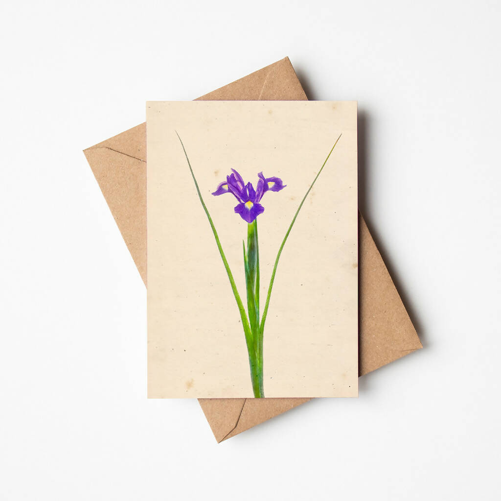 Iris Reticulata Greetings Card