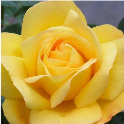 Name an Anniversary Rose