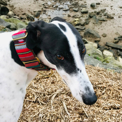 Bedouin Martingale Collar in Atlas Red