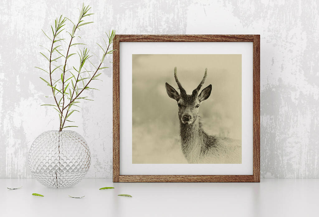 Young Buck - Sepia Print on Fine Art Paper or Canvas