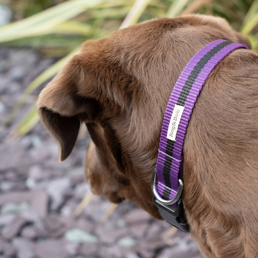 Dog Collar In Purple And Black Stripe