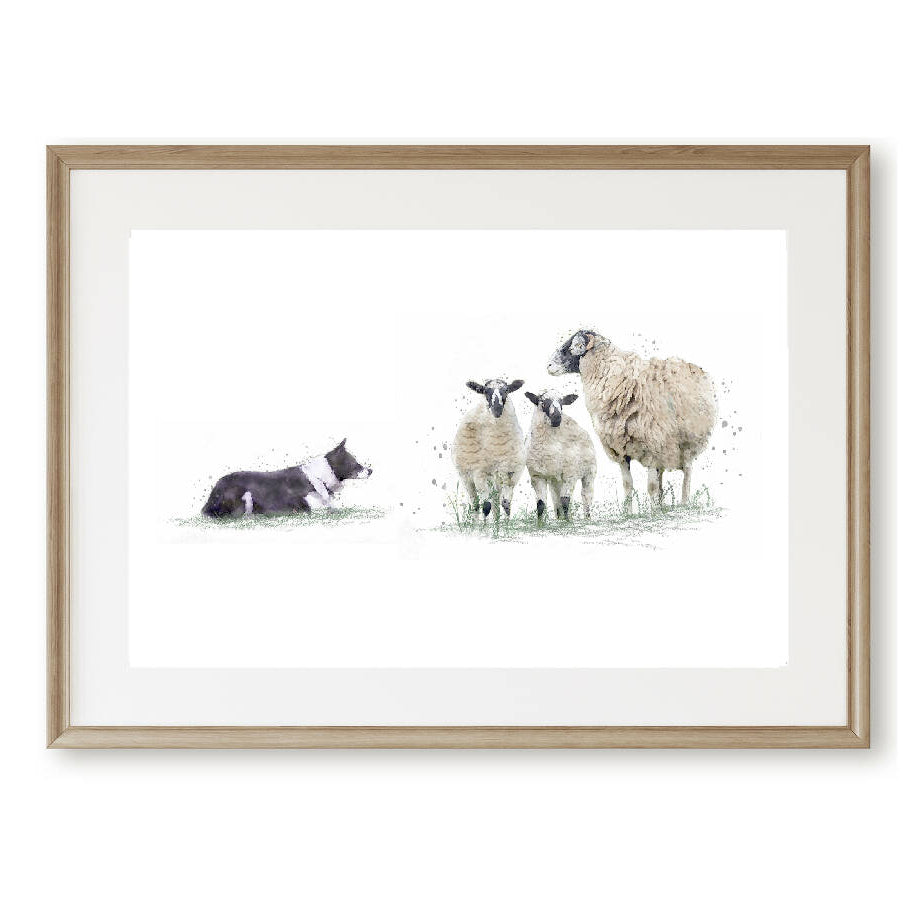 Watercolour Sheep Dog & Sheep Print