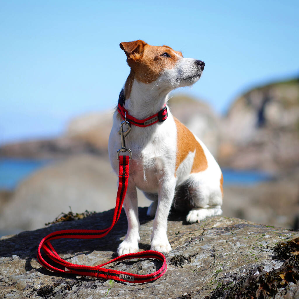 Dog Lead In Red And Brown Stripe - 2 sizes