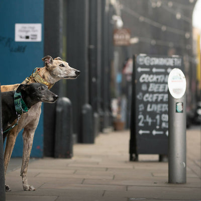 Bracken Fern Martingale Collar