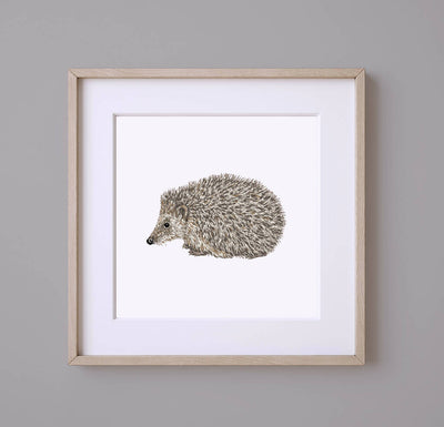 Hedgehog white room