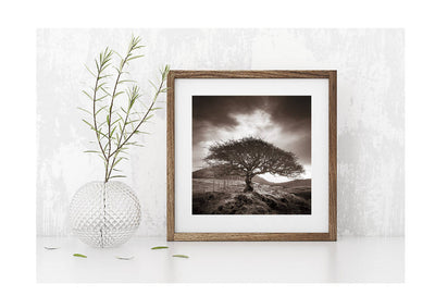 The One Tree - Sepia Tree Print