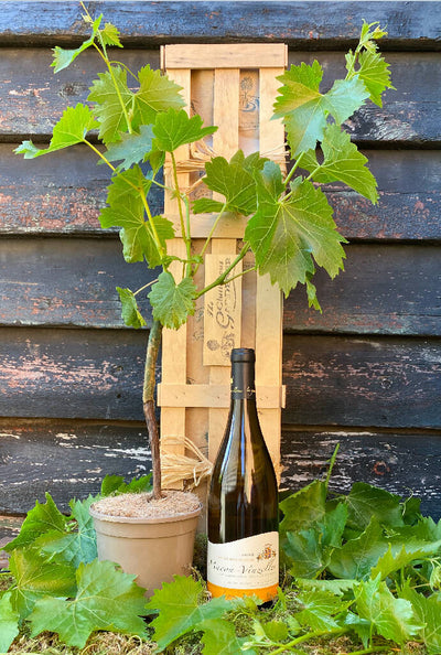 White Wine and Grapevine Gift Crate