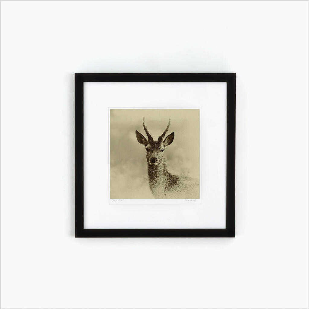 Young Buck - Sepia Print on Fine Art Paper or Canvas