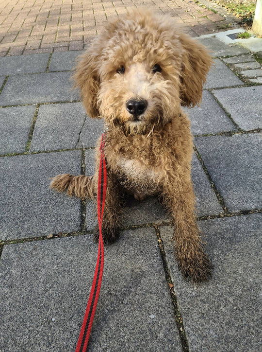 Dog Lead In Red And Brown Stripe - 2 sizes