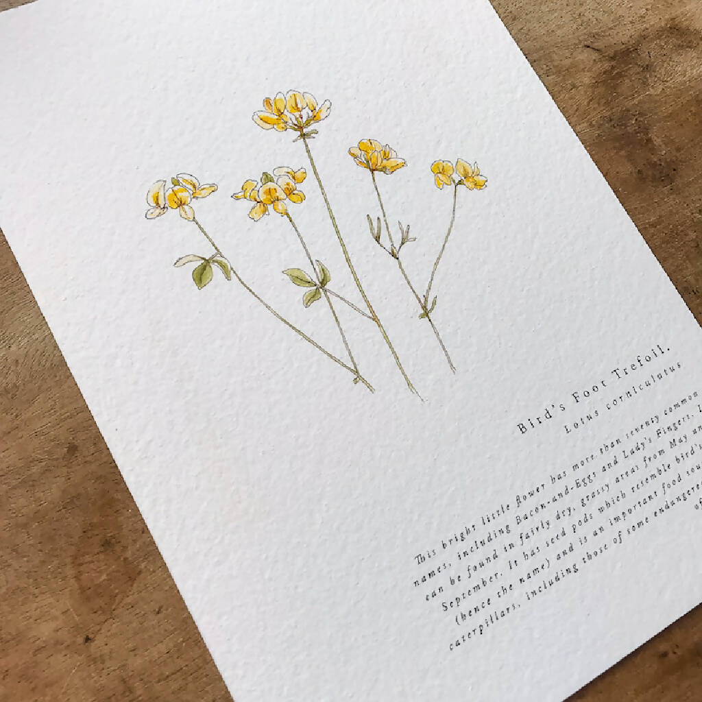 A5 Botanical Wildflower Summer Prints