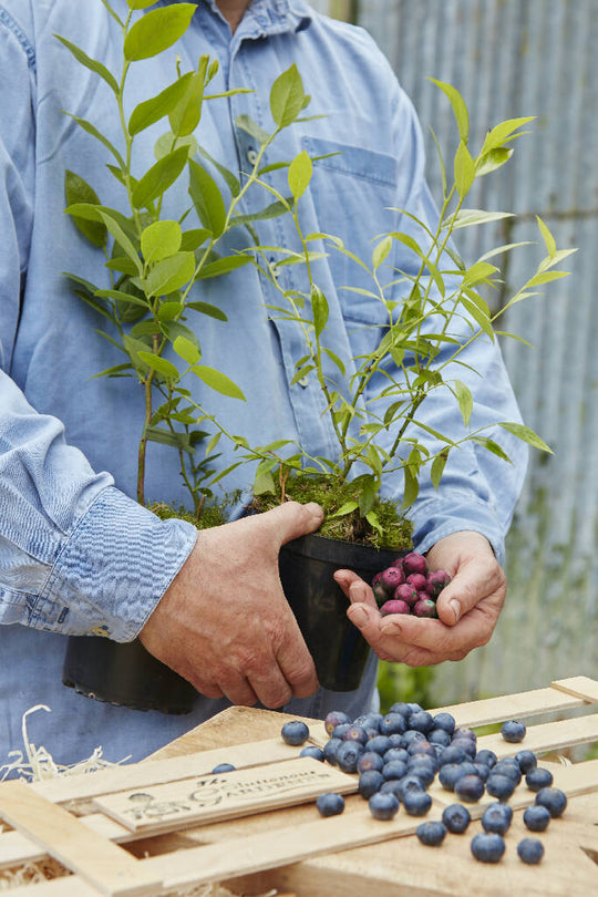 Pink Lemonade and Classic Blueberry Bush
