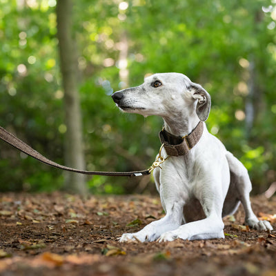 Herringbone Tweed Martingale Collar in Pumpernickel