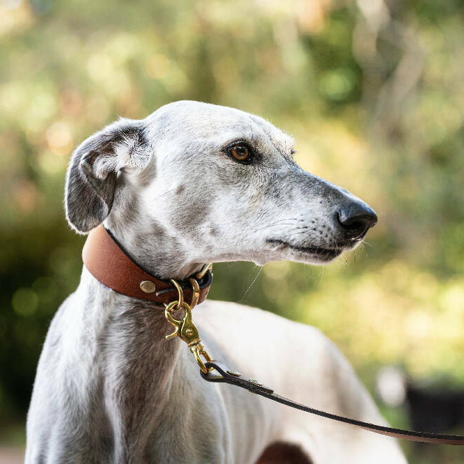 Traditional Leather Greyhound Sighthound Collar