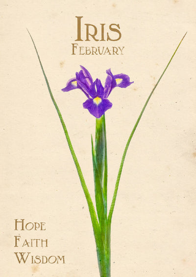 February Birth Flower Fine Art Print