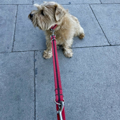 Multi-length Dog Lead In Red And Brown Stripe - 2 sizes available