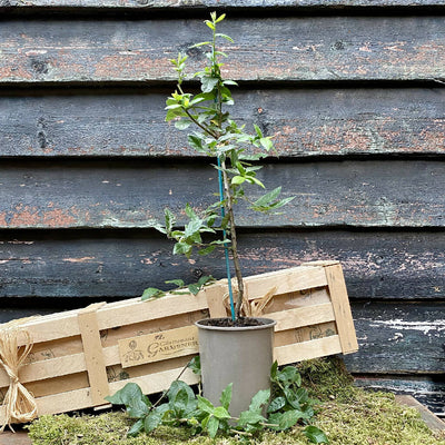 Medlar 'The Rare Fruit' Tree Gift