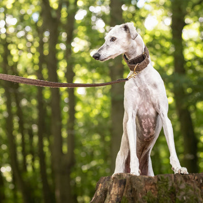 Herringbone Tweed Martingale Collar in Pumpernickel