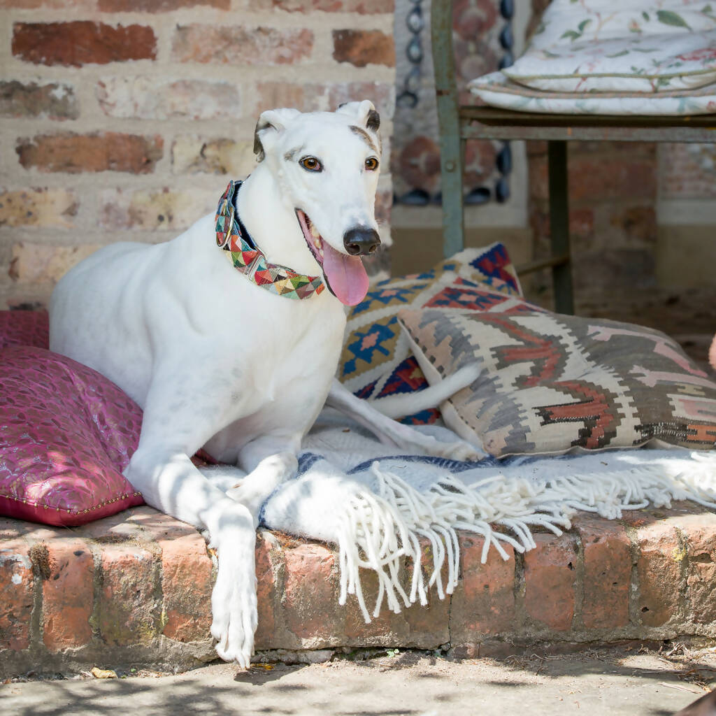 Harlequin Martingale Collar