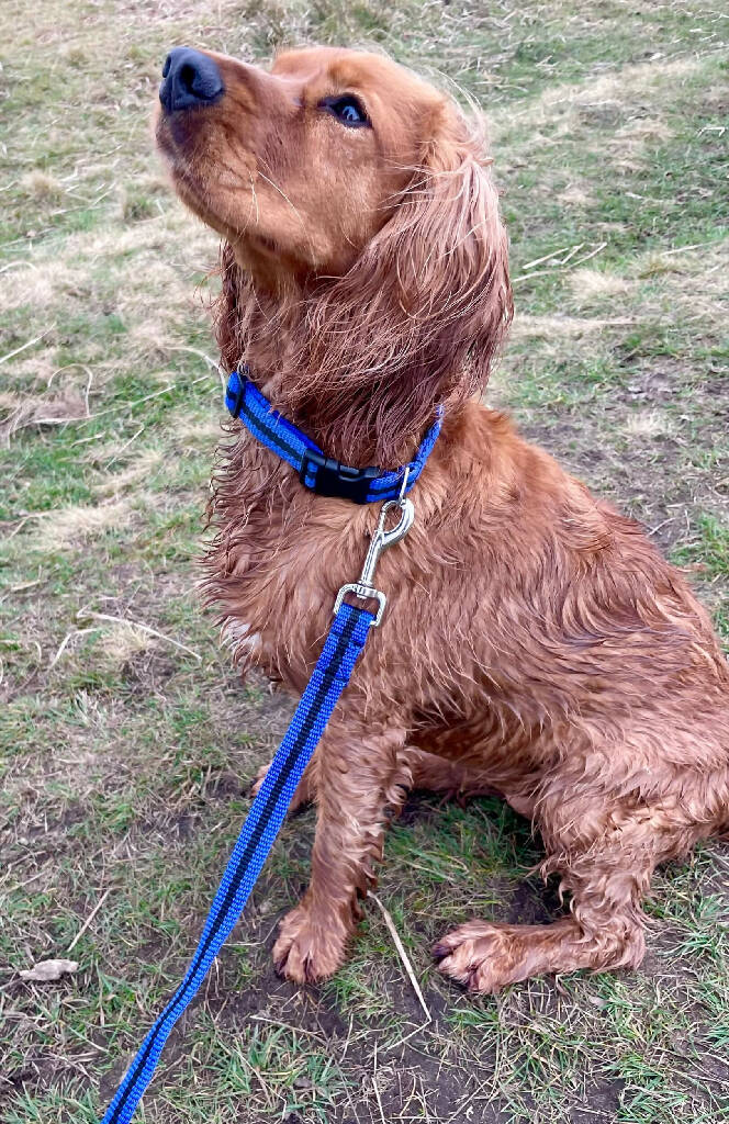 Dog Lead In Blue And Black Stripe - 2 sizes available