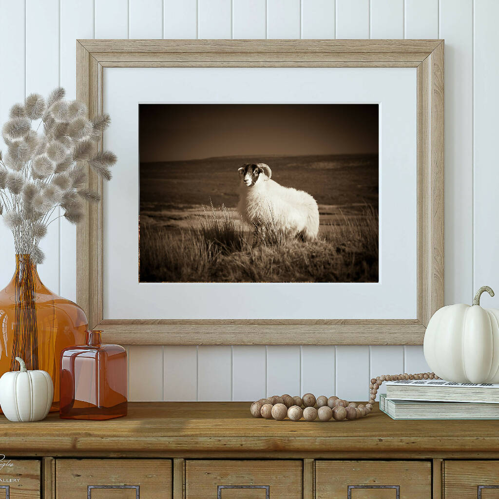 'The Blackface Sheep' - Sepia Art Photography Print