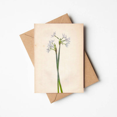 Narcissus Greetings Card