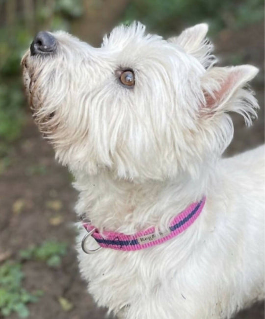 Dog Collar In Pink And Navy Stripe - 4 sizes