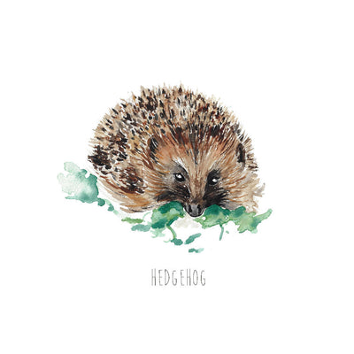 Hedgehog Watercolour Art Print