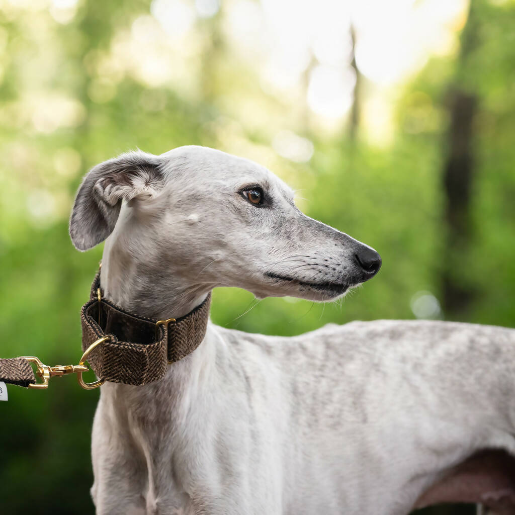 Herringbone Tweed Martingale Collar in Pumpernickel