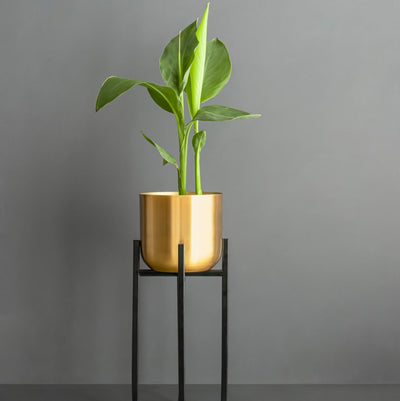Golden Planter With Iron Stand - Anthari