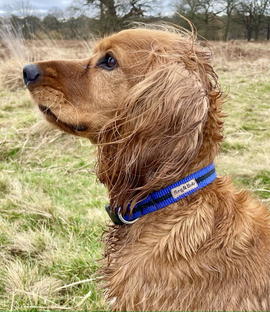 Dog Collar In Blue And Black Stripe