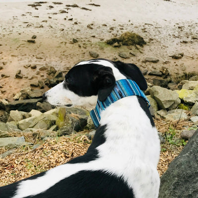 Bedouin Martingale Collar in Lapis Blue