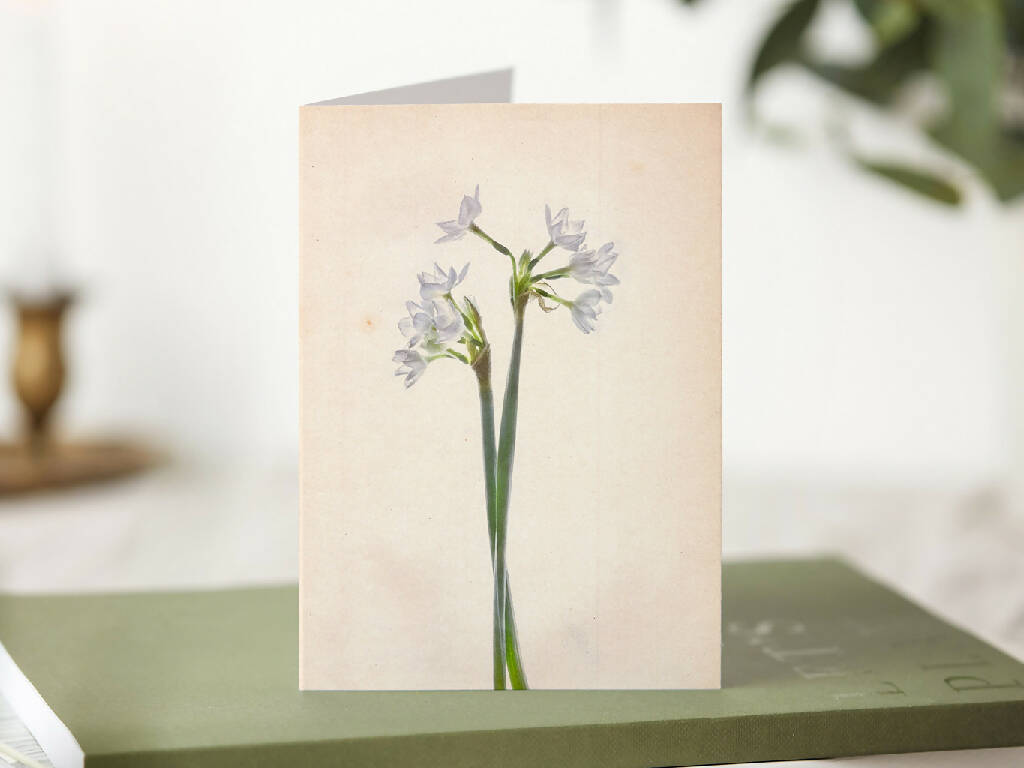 Narcissus Greetings Card