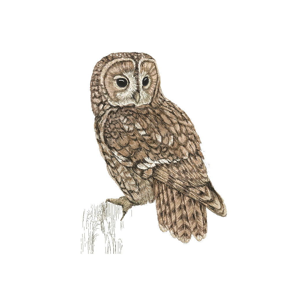HBD00112 Tawny Owl