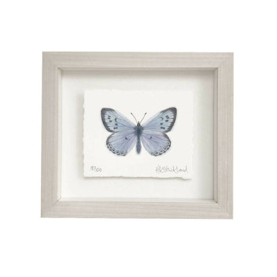 Large Blue Butterfly Framed Print