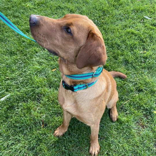 Dog Slip Lead In Teal And Navy Blue Stripe
