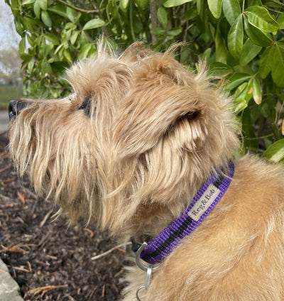 Dog Collar In Purple And Black Stripe