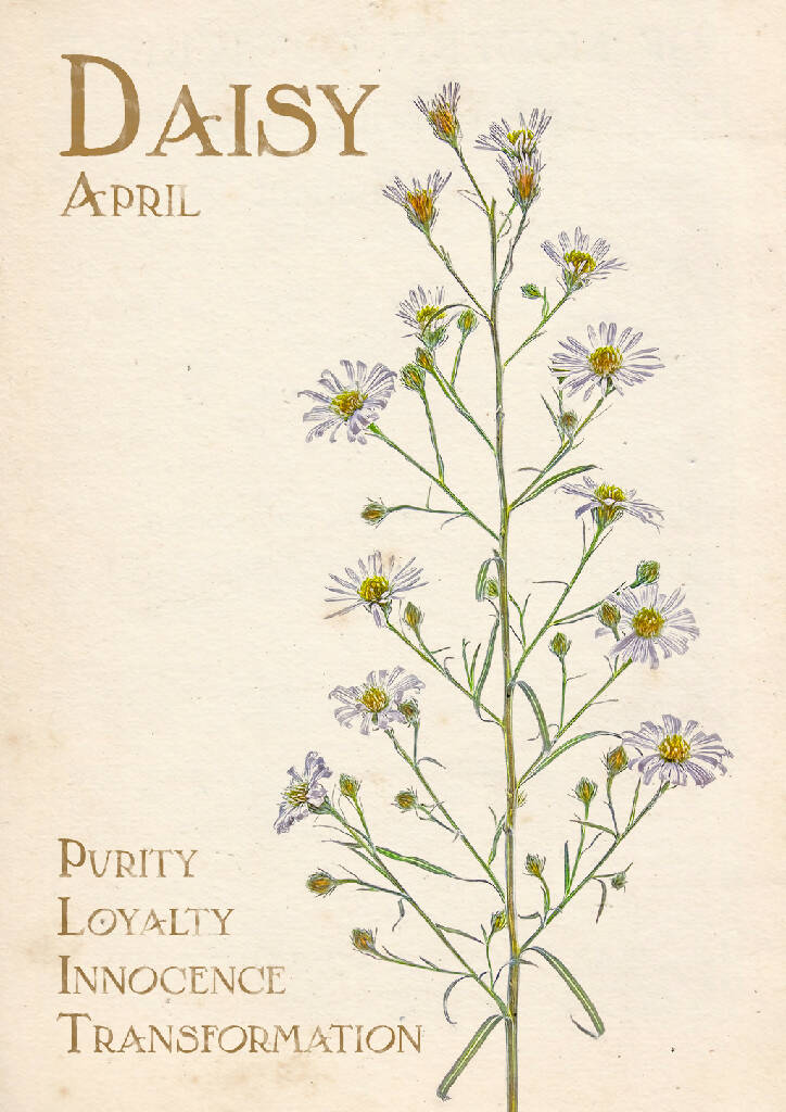 April Birth Flower Fine Art Print