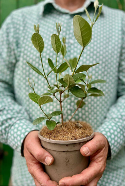 FEIJOA 'THE FRUIT SALAD' TREE