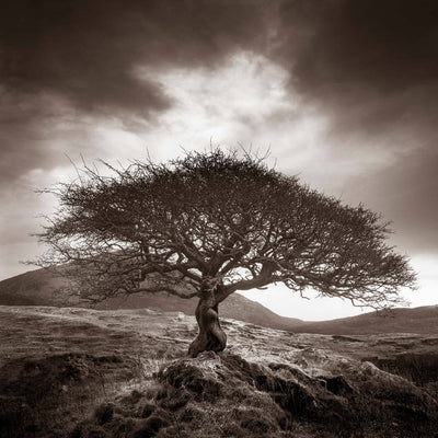 The One Tree - Sepia Tree Print