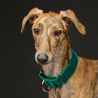 Velvet Collar Emerald Green