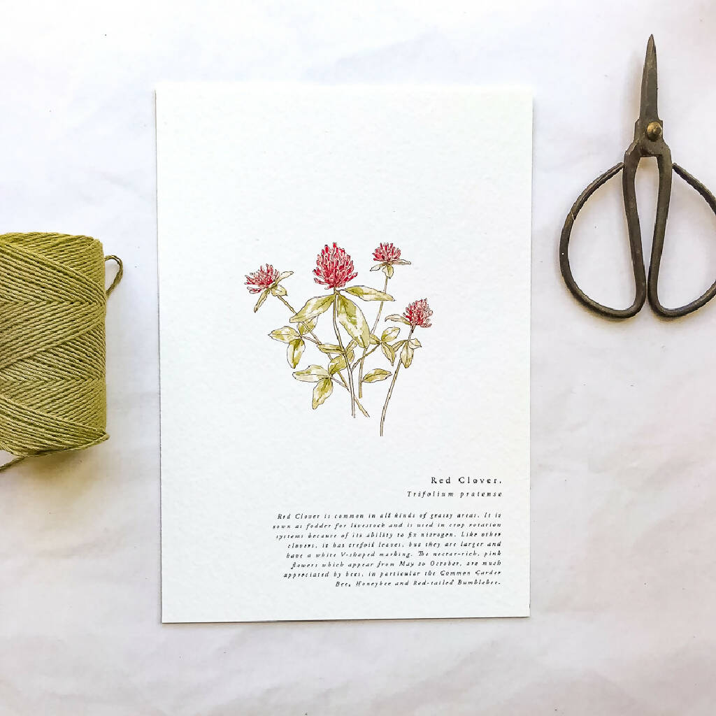 A5 Botanical Wildflower Summer Prints