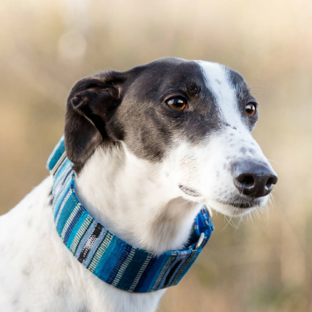 Bedouin Martingale Collar in Lapis Blue