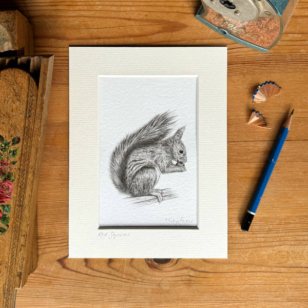 Red Squirrel mounted art print size 6"x8"