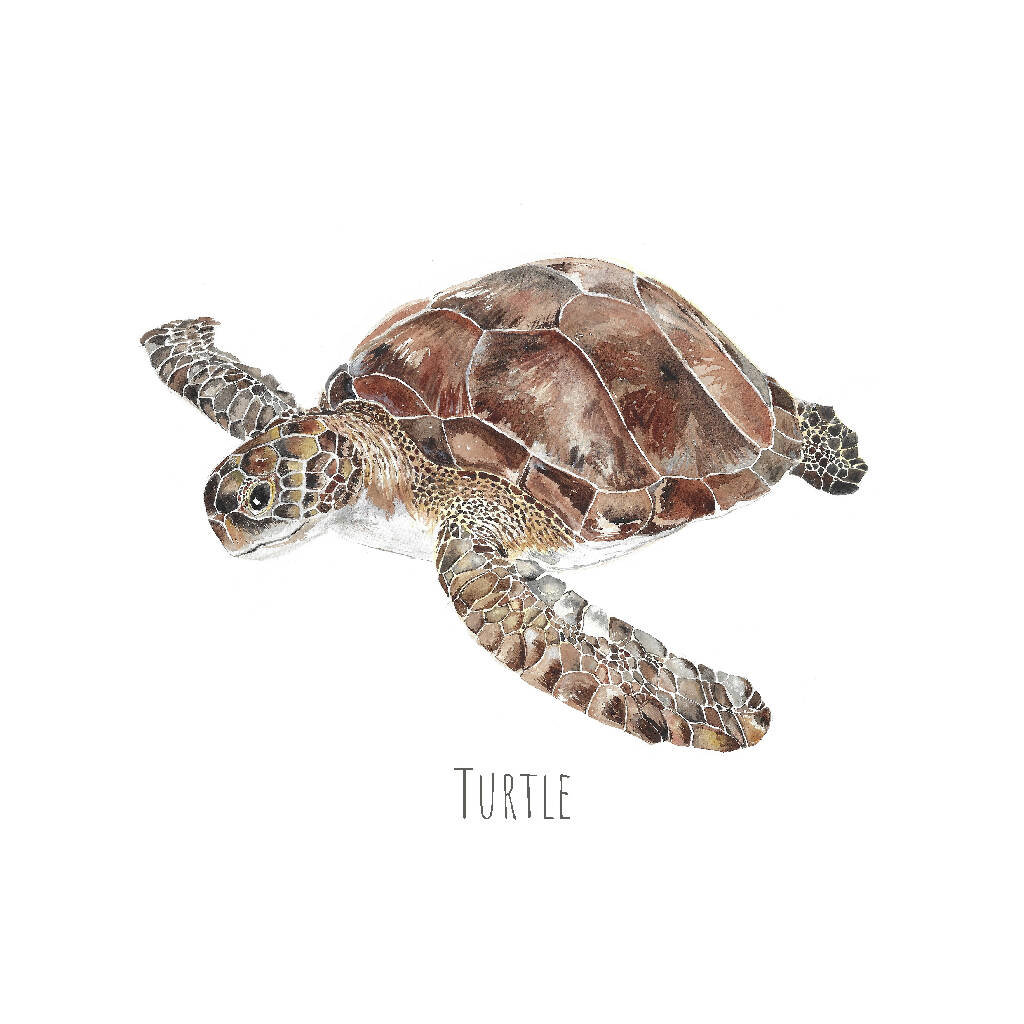 Watercolour Turtle Print