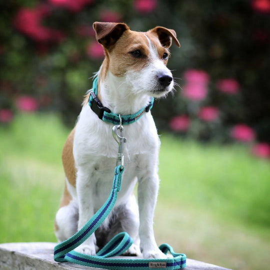 Dog Lead In Teal And Navy Stripe - 2 sizes
