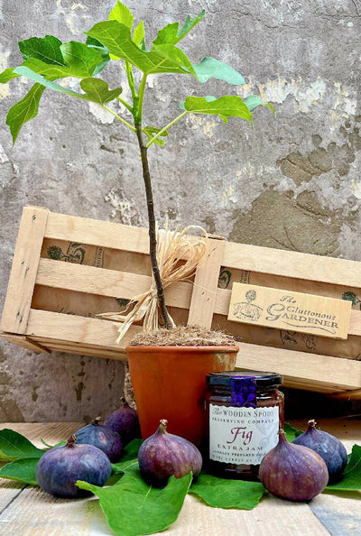Fig Tree and Jam Gift Set