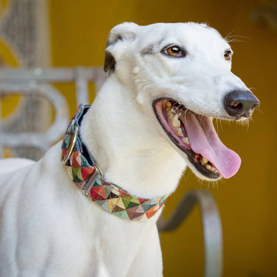 Harlequin Martingale Collar