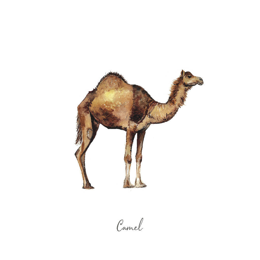 Camel Watercolour Art Print