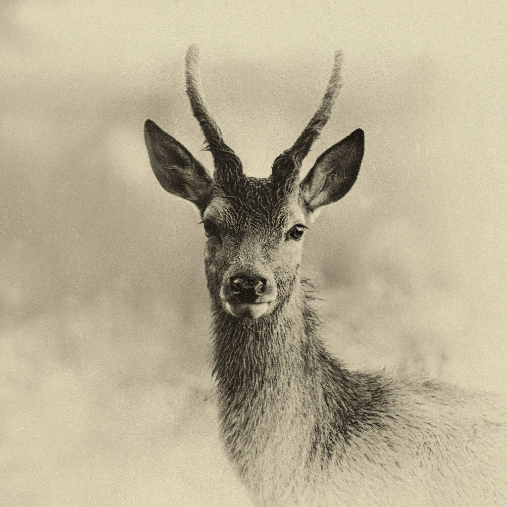 Young Buck - Sepia Print on Fine Art Paper or Canvas