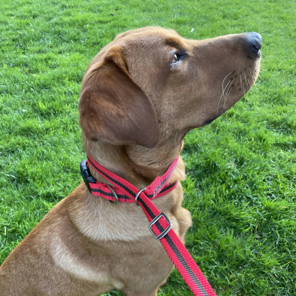 Dog Slip Lead In Red And Brown Stripe